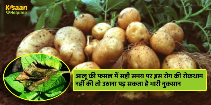 आलू की फसल में सही समय पर इस रोग की रोकथाम नहीं की तो उठाना पड़ सकता है भारी नुकसान